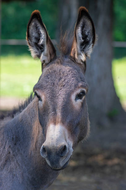equus asinus domesticado burro divertido retrato de animales jóvenes, bestia de granja a la luz del día - mulish fotografías e imágenes de stock