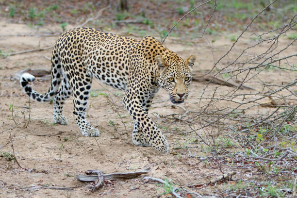 istock Leopard in Sabi Sands game reserve 1286176107