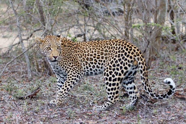 istock Leopard in Sabi Sands game reserve 1286176118