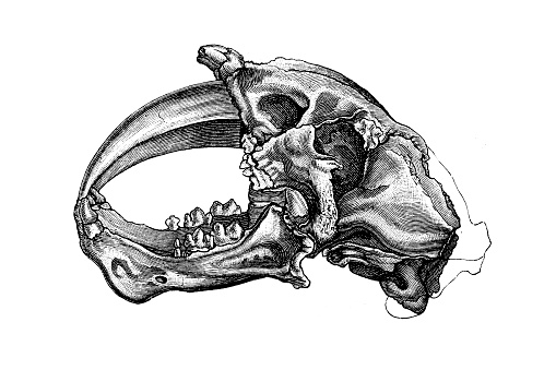 Illustration of a Machairodus skull, measuring upwards of 16 inches (41 cm) in length, is one of the largest known skulls for any machairodont