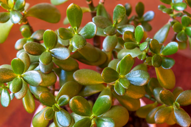 istock Succulent houseplant Crassula as background. Selective focus 1286180719