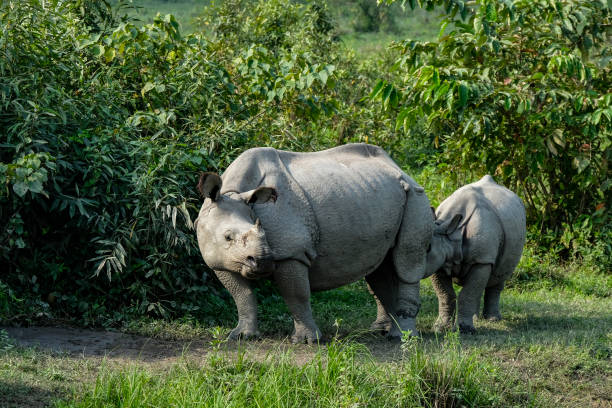 istock Kaziranga National Park in India 1286180886