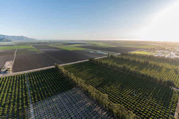 istock Camarillo California Farm Fields and Orchards Aerial 1286181219