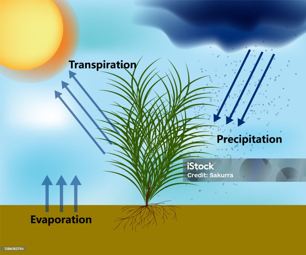 Evapotranspiration And The Water Cycle Precipitation Evaporation And
