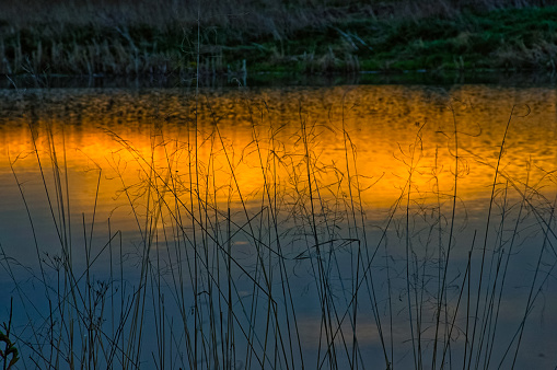 Sunset on the pond. Grass by the shore of the lake.