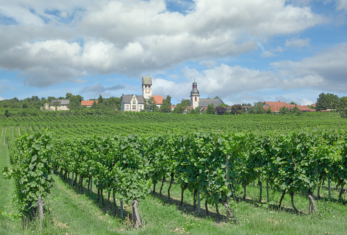 Zell im Zellertal,Rhinehessen wine region,Rhineland-Palatinate,Germany