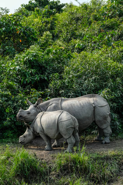 Kaziranga National Park in India Rhinos in Kaziranga National Park in the state of Assam, India. assam india stock pictures, royalty-free photos & images