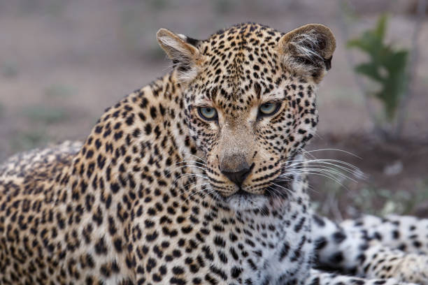 istock Leopard in Sabi Sands game reserve 1286185486
