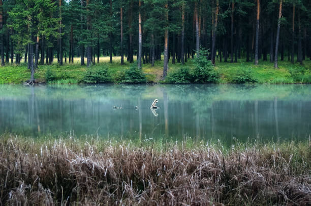 vegetation near the reservoir. grass by shore of the lake. - coastline aerial view forest pond imagens e fotografias de stock