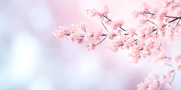 istock Horizontal spring banner with sakura flowers 1286186652