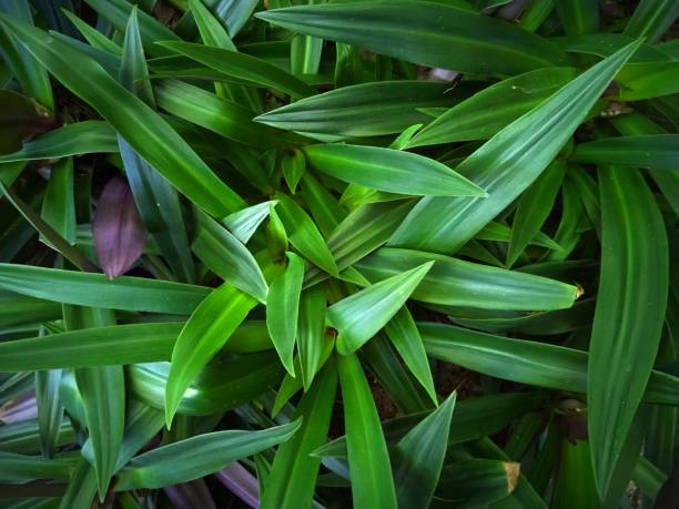 istock Green foliage in the tropics 1286187288