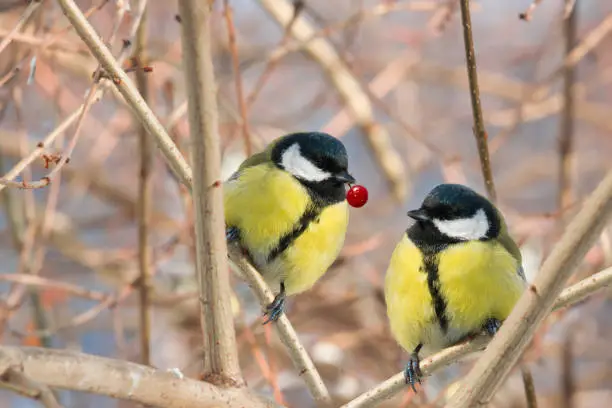 Photo of Two chickadee birds sit on a tree branch in winter. Close-up, selective focus