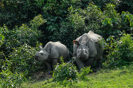 Rhinos in Kaziranga National Park in the state of Assam, India.