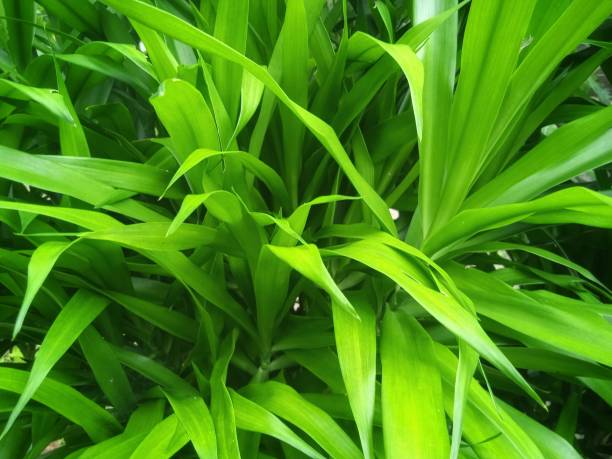 istock Green foliage in the tropics 1286187562