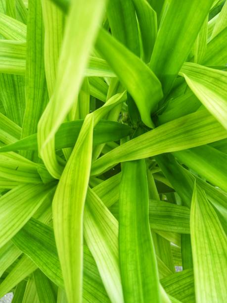istock Green foliage in the tropics 1286187565