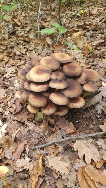 istock Shrooms in the forest 1286188974