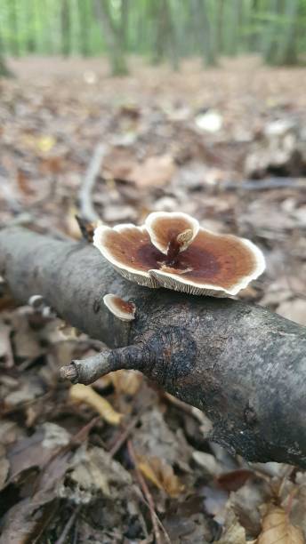 istock Shrooms in the forest 1286189120