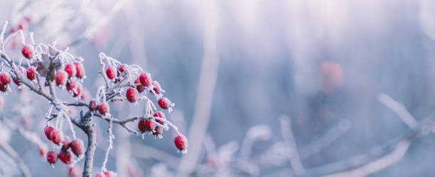 istock Winter panorama with red berries, snow and frost on a light background for decorative design 1286189249