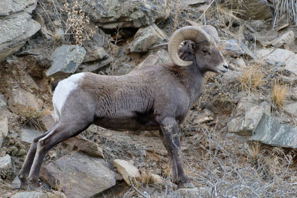 istock Colorado Rocky Mountain Bighorn Sheep 1286190632
