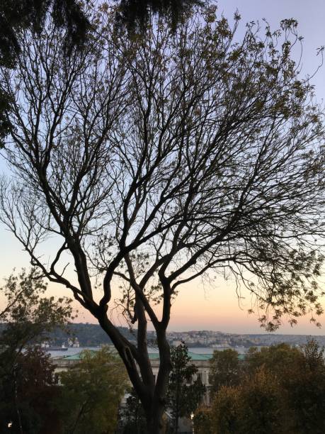 istock tree with fallen leaves in autumn and sunset 1286190681