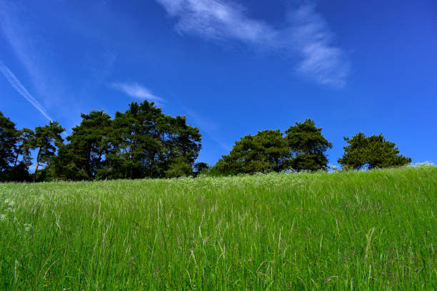 beautiful spring landscape with tall grass, trees and a blue sky, Germany