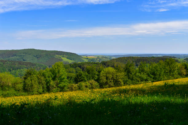 istock Wonderful spring landscape with a blooming dandelion meadow in the Eifel 1286191160