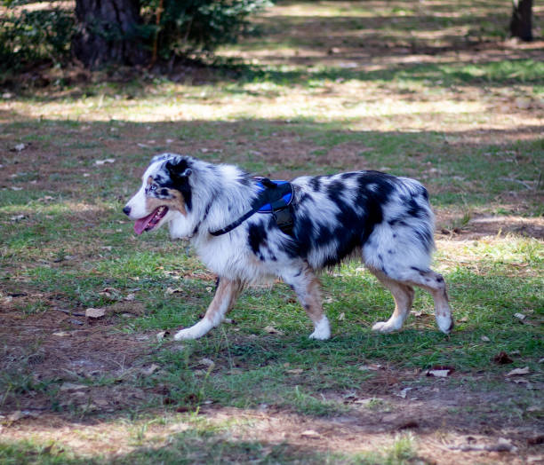 istock Dog in park 1286191779