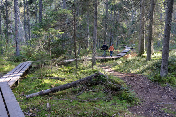 istock Two boys walking on wooden path in Tyresta national park 1286192435