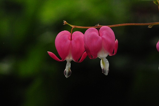 Two bleeding Hearts