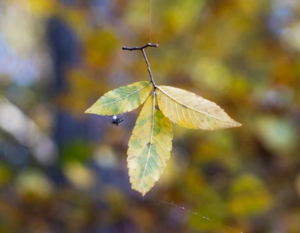 istock Spider on Green Leaves 1286193535