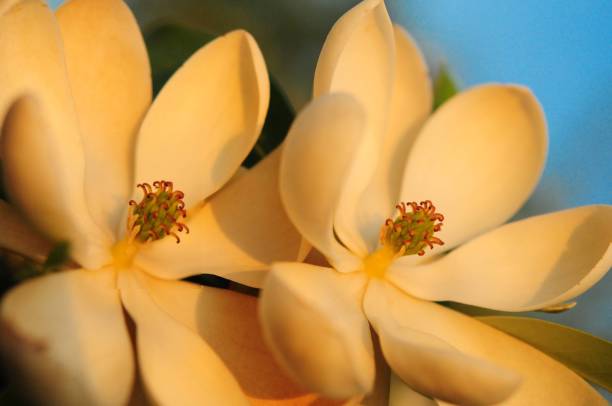 목련 꽃 두 개 - sweet magnolia tree blossom white 뉴스 사진 이미지
