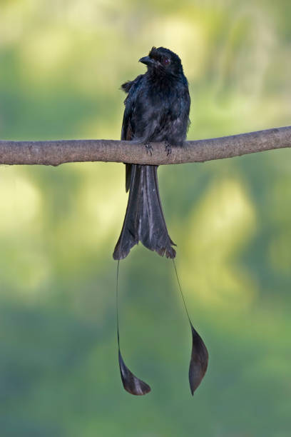 verticale di un drongo dalla coda di racchetta maggiore, dicrurus paradiseus - drongo foto e immagini stock