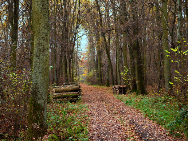 istock Autumn landscape in the national park 1286196385