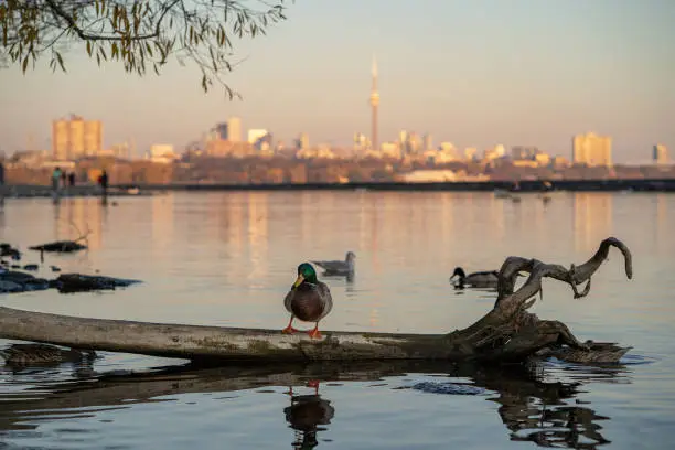 Mallard Duck stands on a wood in the evening in front of Toronto City Skyline in Ontario Canada