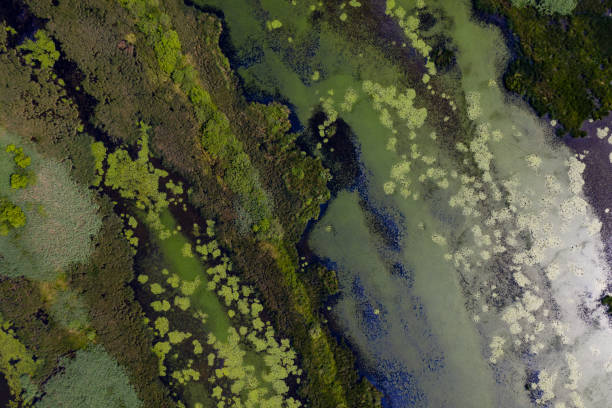 istock aerial view marsh in hungary 1286197010