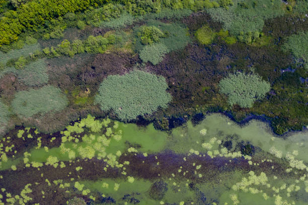 istock aerial view marsh in hungary 1286197013