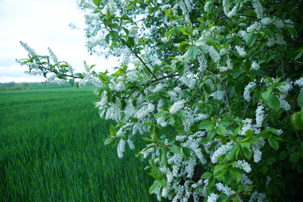 Spring-blooming bird cherry (Padus avium Mill) The flowers of the bird cherry are very beautiful and have a distinctive aroma padus avium stock pictures, royalty-free photos & images