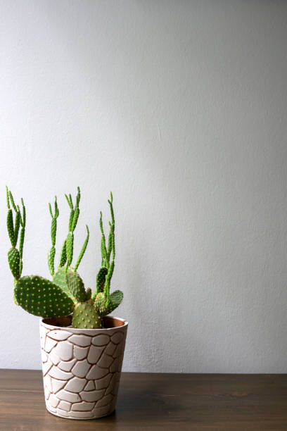istock Indoor cactus on wooden table and white wall 1286198131