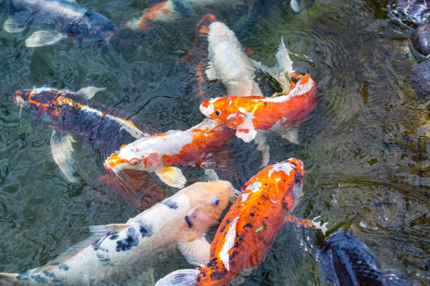 istock Feeding koi carp - Cyprinus Rubrofuscus.  Fun and relaxing at the pond with pebble bottom. 1286199513