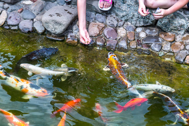 istock Feeding koi carp - Cyprinus Rubrofuscus by hand.  Fun and relaxing at the pond with pebble bottom. 1286199567