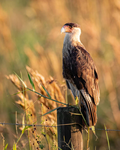 istock Crested Caracara in Florida 1286199684