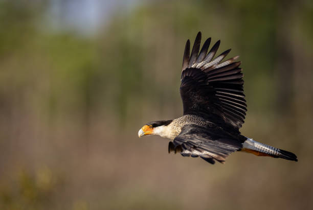 istock Crested Caracara in Florida 1286199727
