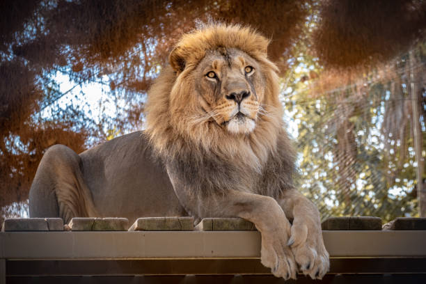 istock Lion king sitting on wooden floor on sunny day. 1286200829