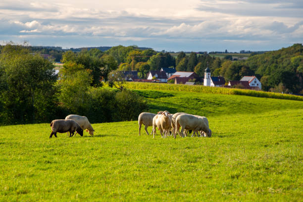 Sheep and two lambs grazing on a green meadow, copy space on the upper part of the image.