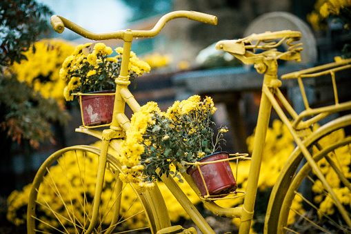 Serbia, Basket, Beauty, Bicycle, Bicycle Basket