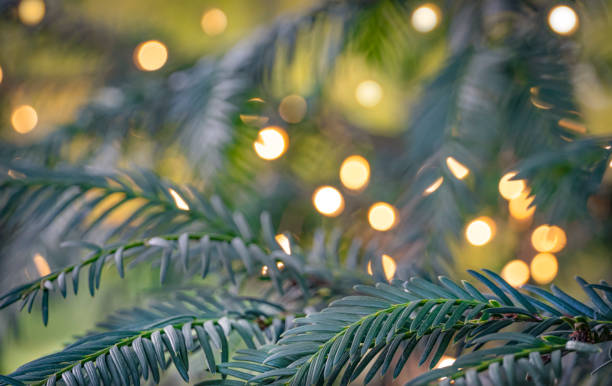 istock christmas tree branch with defocused lights 1286203785