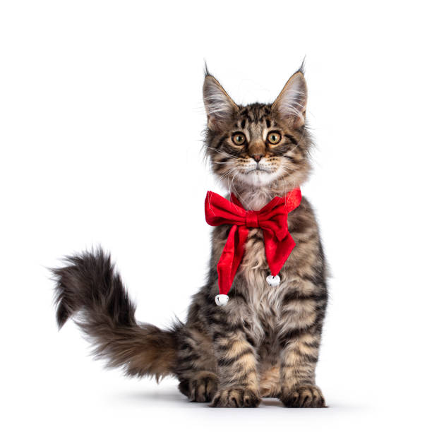 istock Brown tabby Maine Coon cat kitten on white 1286204189