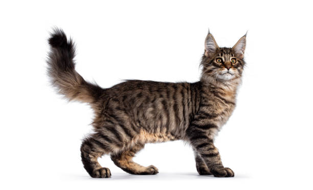 istock Brown tabby Maine Coon cat kitten on white 1286204194