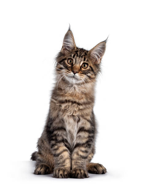 istock Brown tabby Maine Coon cat kitten on white 1286204202