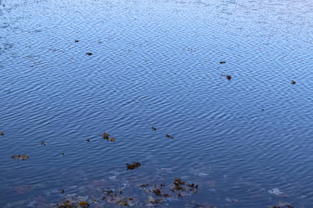 フローティング秋とクリークにブルーのさざ波が立っている水の葉 - 背景 - flowing blue rippled environment ストックフォトと画像